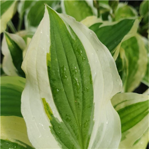 Hosta Ground Master