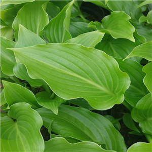 Hosta Invincible