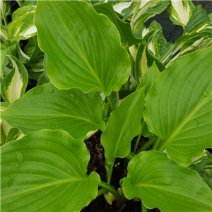 Hosta Invincible