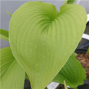 Hosta Jade Cascade