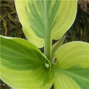 Hosta Lakeside Dragonfly