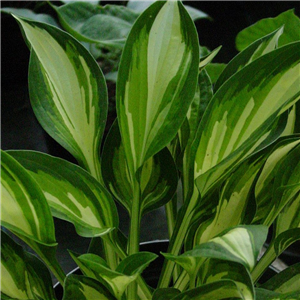 Hosta Lakeside Little Tuft