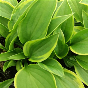 Hosta Lemon Delight