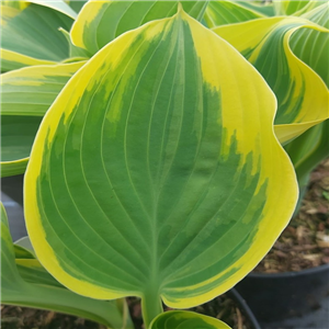 Hosta Liberty