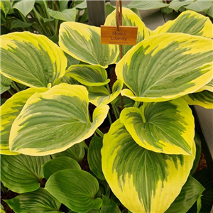 Hosta Liberty