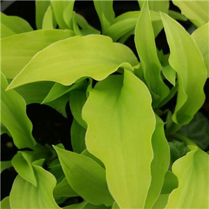 Hosta Lime Shag