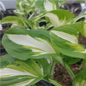 Hosta Loyalist