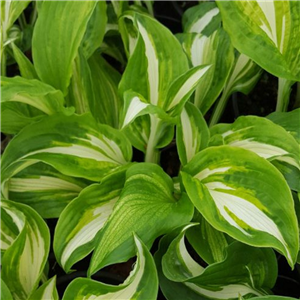 Hosta Loyalist