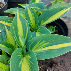 Hosta Magic Island