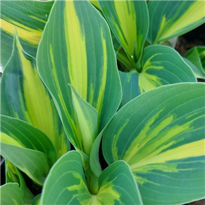 Hosta Magic Island