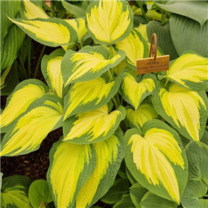 Hosta Orange Marmalade