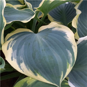 Hosta Orions Belt