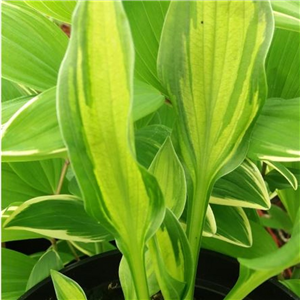 Hosta Paradise Beach