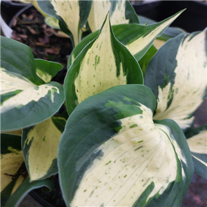 Hosta Pathfinder