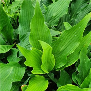 Hosta Pineapple Poll