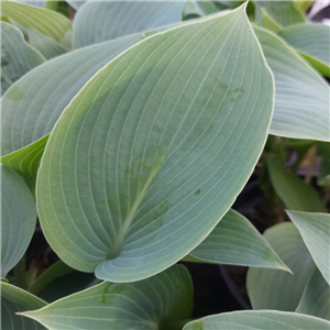 Hosta Purple Haze