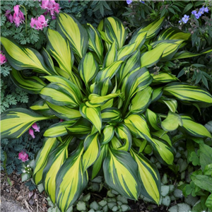 Hosta Rainbows End