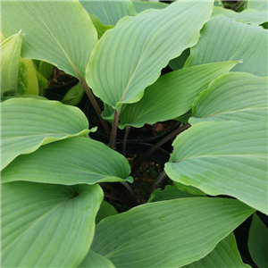 Hosta Red Rooster