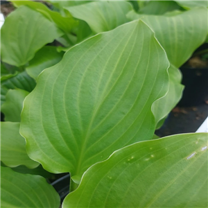 Hosta Red Stepper