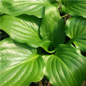 Hosta Red Stepper