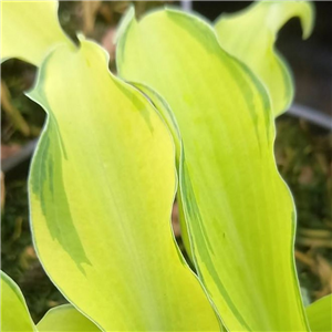 Hosta Ripple Effect