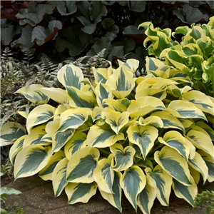 Hosta Shadowland Autumn Frost