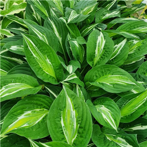 Hosta Snakes Eyes