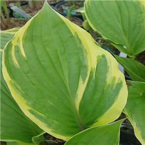 Hosta Sorbet