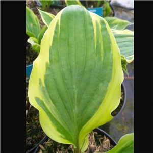 Hosta Sorbet