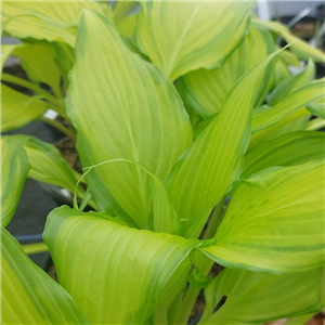 Hosta Spritzer