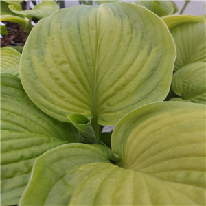 Hosta Stained Glass