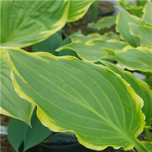 Hosta Tea at Bettys