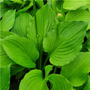 Hosta ventricosa