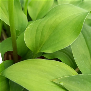 Hosta venusta