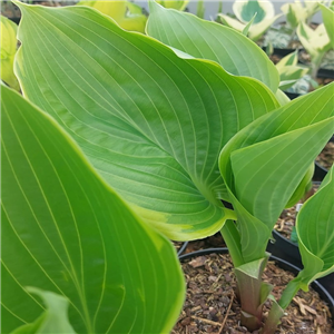 Hosta Winter Snow