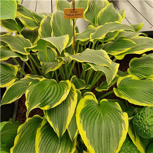 Hosta Yellow River