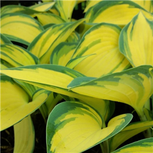 Hosta Remember Me