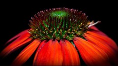 Echinacea Sombrero Adobe Orange