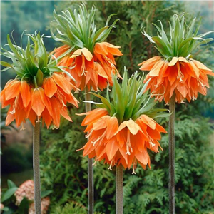 Fritillaria imperialis Aurora