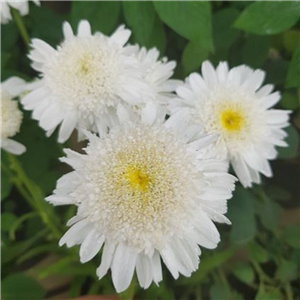 Leucanthemum superbum Eira