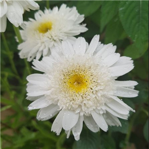 Leucanthemum superbum Eira