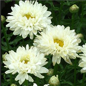 Leucanthemum superbum Victorian Secret