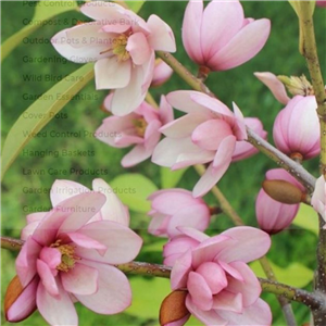 Michelia (Magnolia) Fairy Magnolia Blush