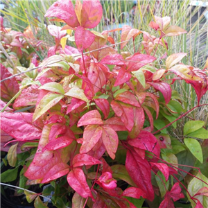 Nandina domestica Firepower