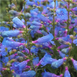 Penstemon Electric Blue 