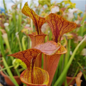 Sarracenia flava F RUB 06 var. rubricorpa J Ainsworth