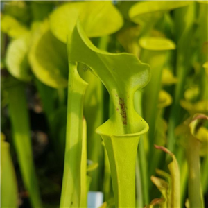 Sarracenia flava F RUG 02 var. rugelii North Florida