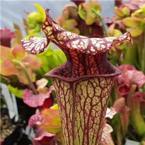 Sarracenia x H 140 Bloodwulf