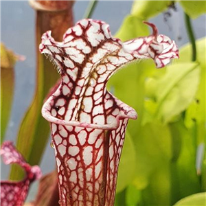 Sarracenia x H 144 leucophylla