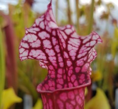 Sarracenia x H 159 Danas Delight (seed)